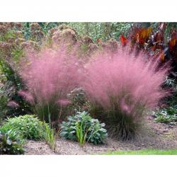 Trave: Muhlenbergia capillaris - ukrasna trava 